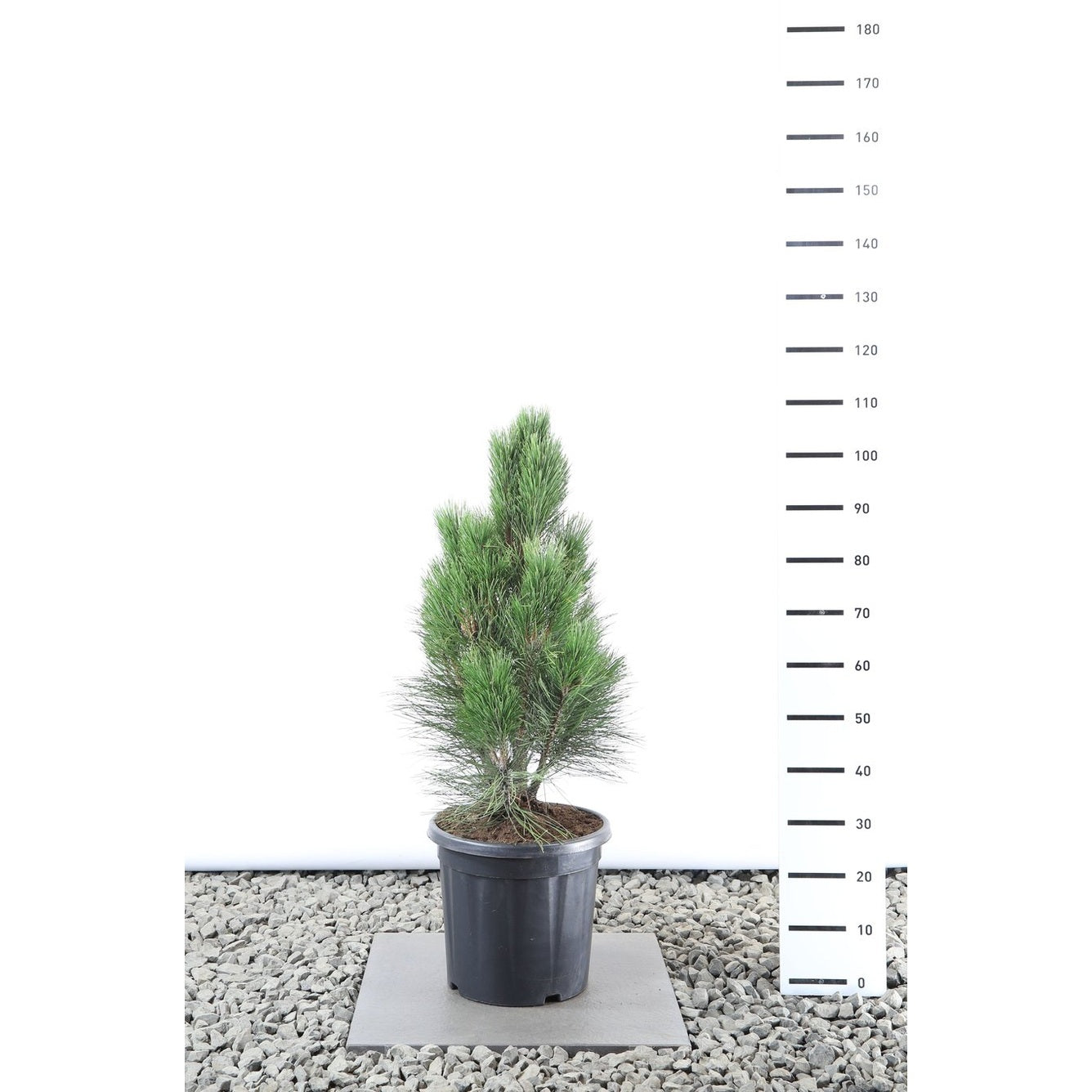 Svarttall – Pinus nigra 'Pyramidalis' - C20 60-80 CM